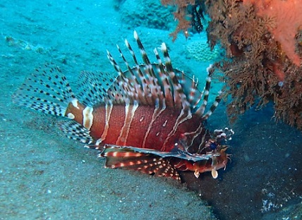 scuba diving greece dive in seas 